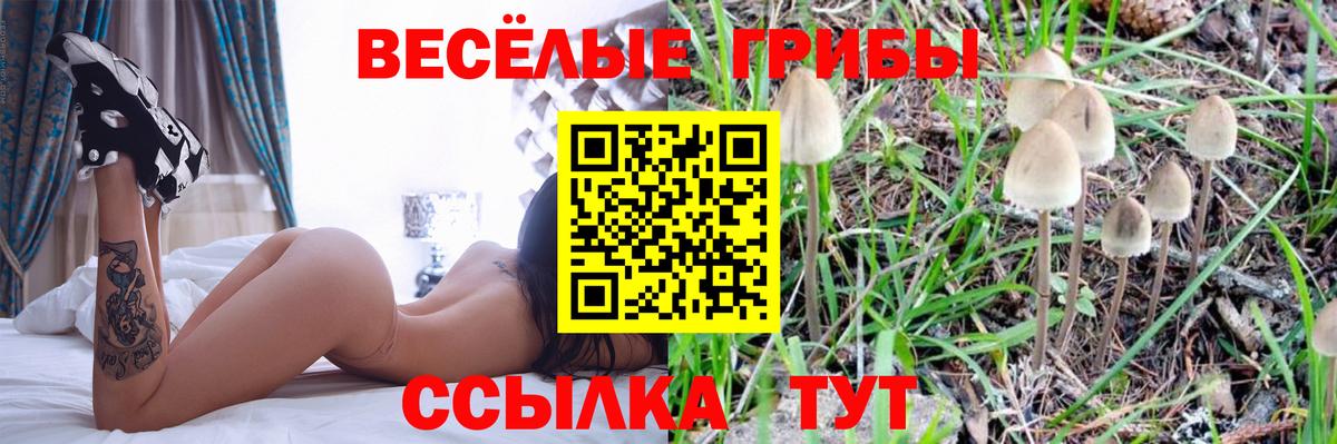 Псилоцибиновые грибы прущие грибы Богданович